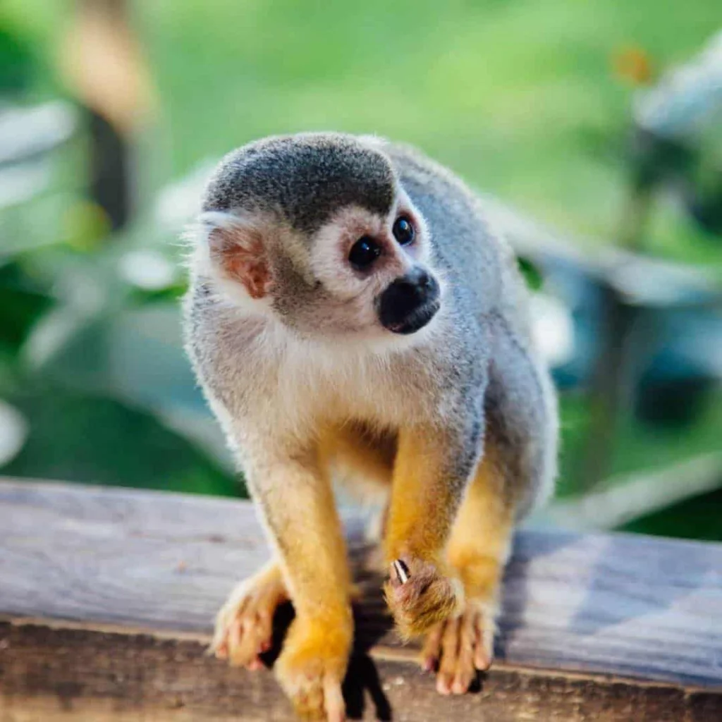 Monkeyland form Miches