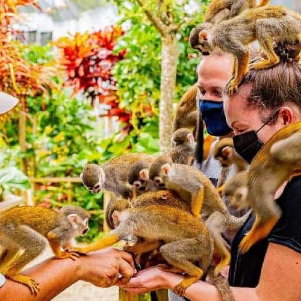 Monkeyland tour from Miches by Miches Adventures