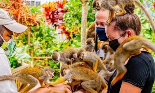 Monkeyland tour from Miches by Miches Adventures