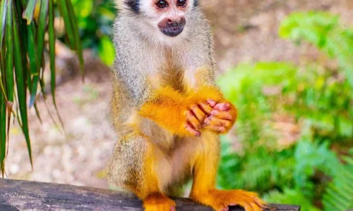 Monkeyland in Miches