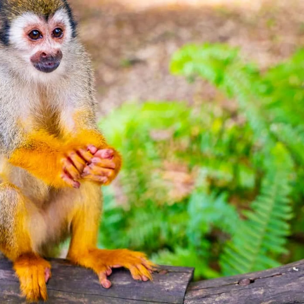 Monkeyland tour Miches