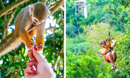 Monkeyland and Zip Line tour from Miches