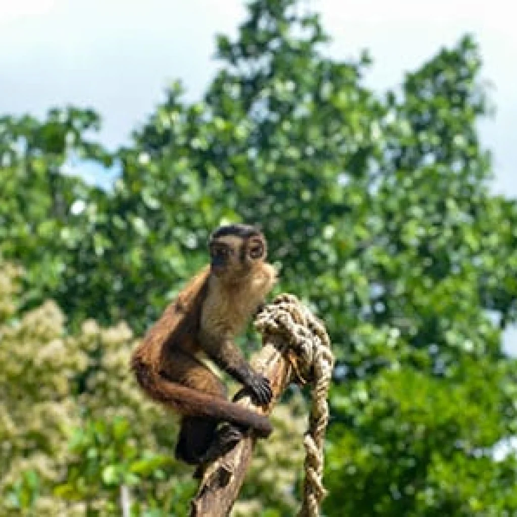 Monkey Island at Scape Park in Miches