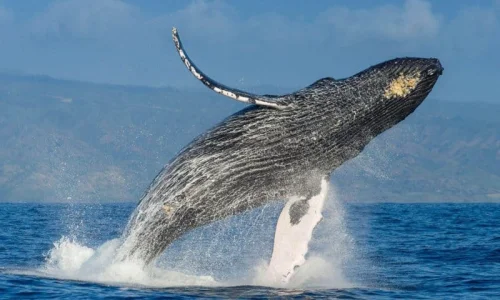 Whale watching Samana