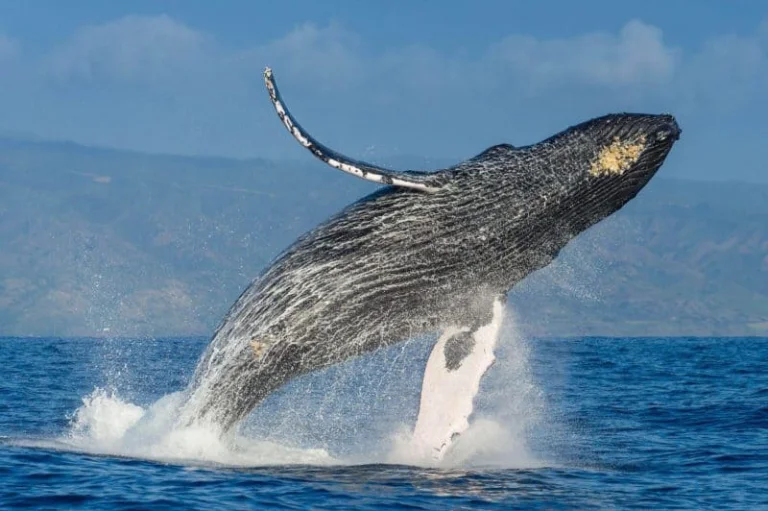Whale Watching & Cayo Levantado Tour from Miches — excursion from Hotel La Loma