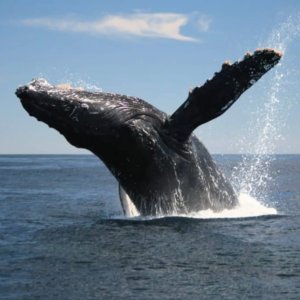 Whale watching Samana