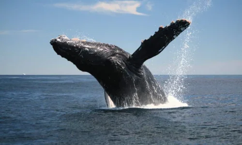 Whale watching Samana