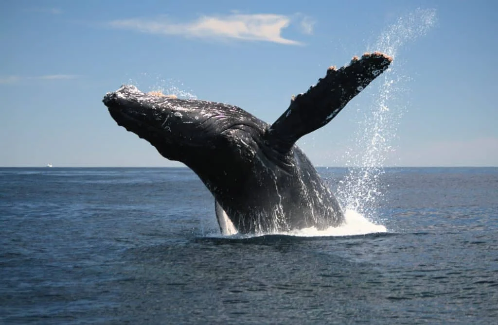 Whale watching tour from Miches to Samaná Bay