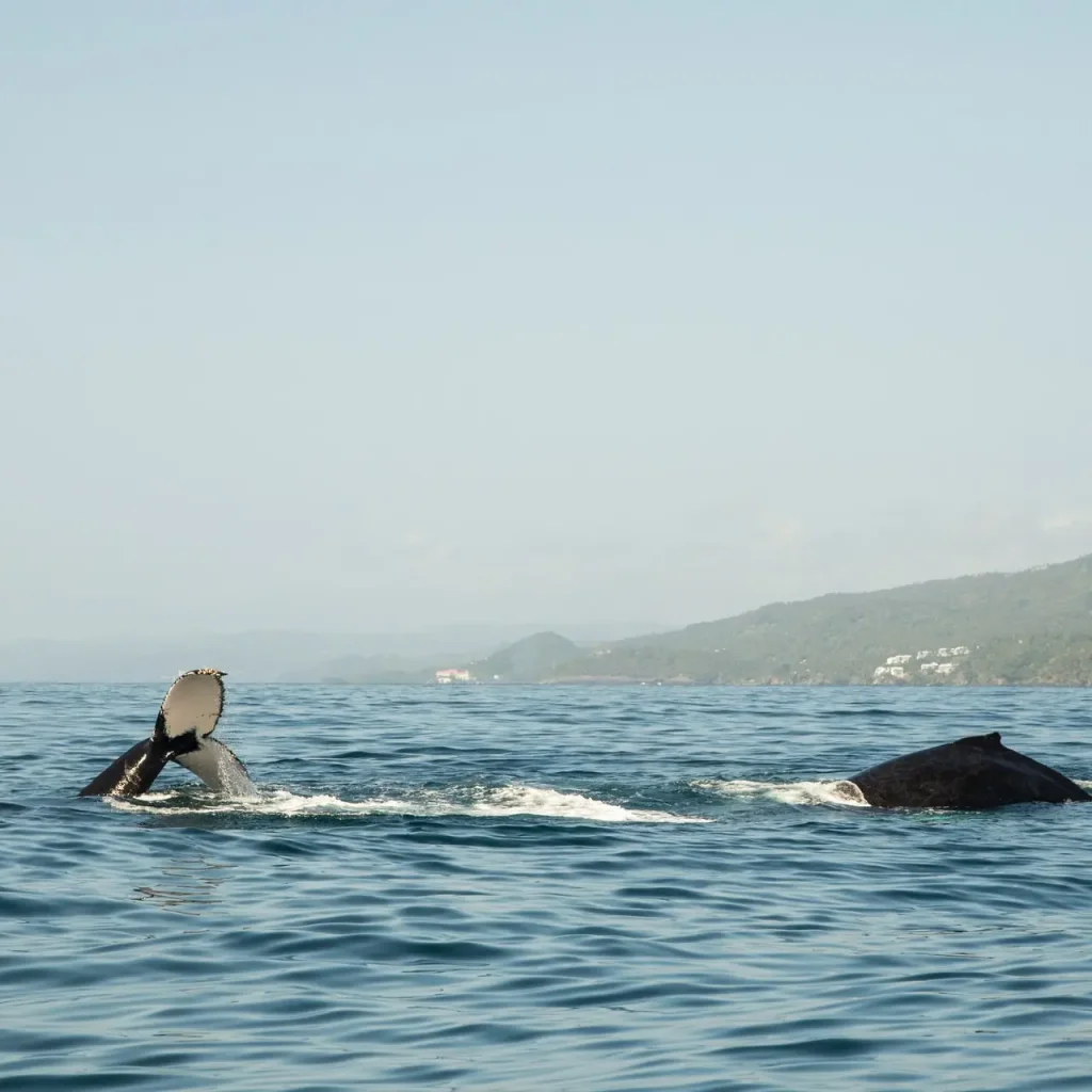Whale Watching tour from Miches