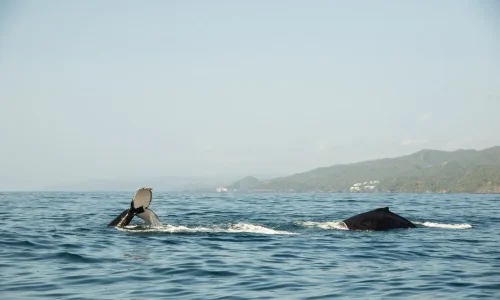 Whale Watching tour from Miches