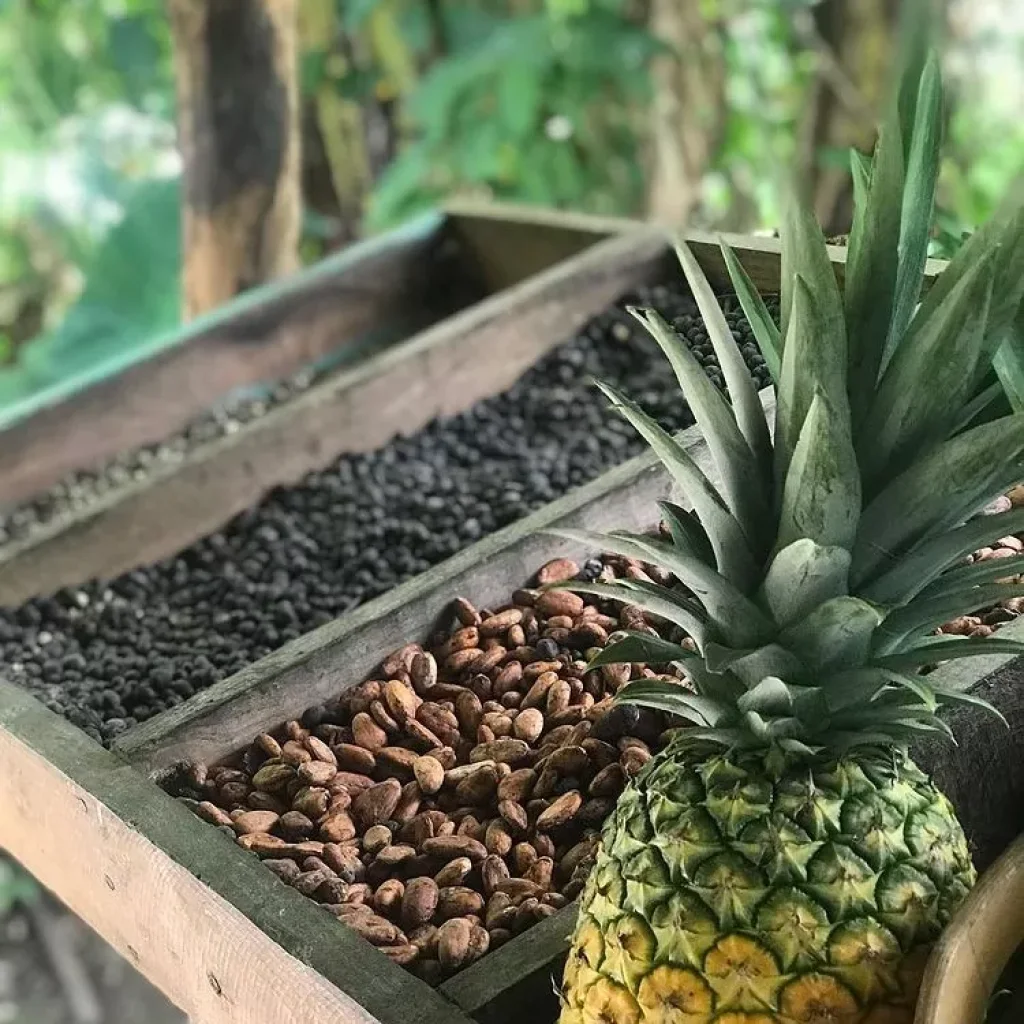 Miches Safari Cultural Tour: Fruits and Coffee Beans