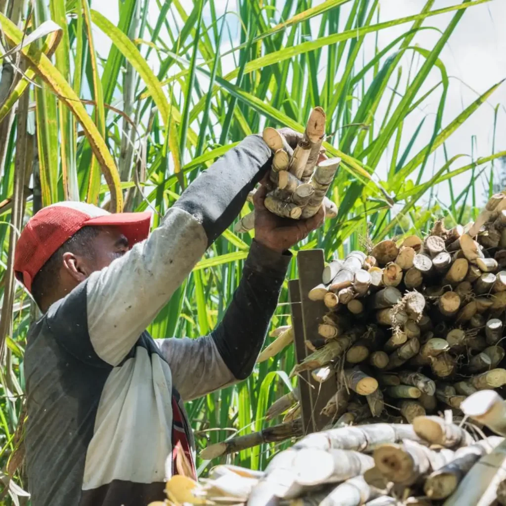 Safari Miches Cultural Tour: Sugar Cane