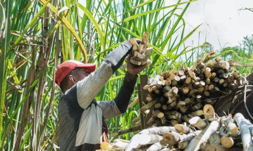 Safari Miches Cultural Tour: Sugar Cane