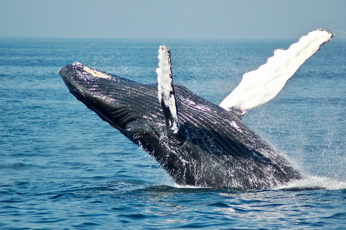 Humpback whale breaching in Samana Bay near Miches Dominican Republic